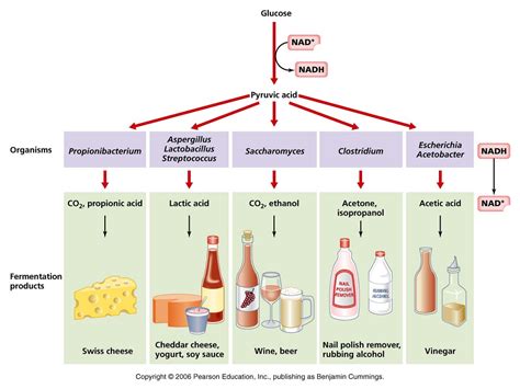 Fermentação