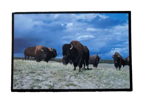 BISON HERDS, YELLOWSTONE National Park, WY Wyoming Vintage Postcard ...