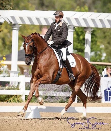 dressage horses for sale,dressage trainers,dressage lessons,dressage ...