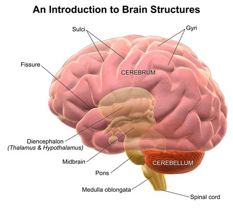 The Human Brain: Facts, Anatomy, and Functions | HubPages