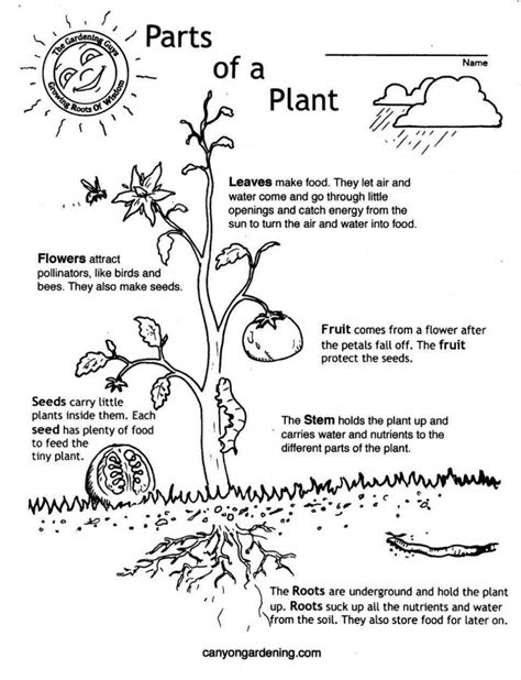 Free Plant Life Cycle Worksheet Printables - Printable Worksheets