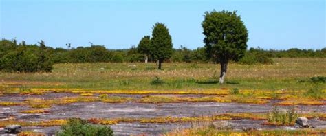 Öland: Travel Guide & Attractions in Sweden’s Summer Haven