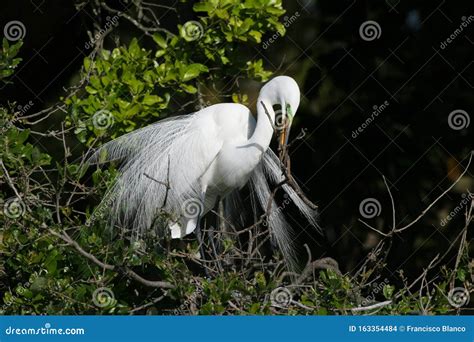 Great Egret in Full Breeding Display and Plumage. Stock Photo - Image ...