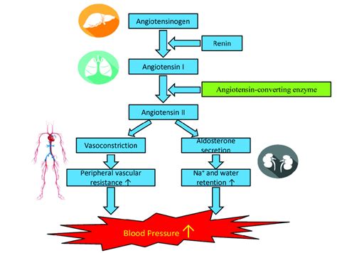 The renin-angiotensin-aldosterone system (RAAS) in the regulation of ...