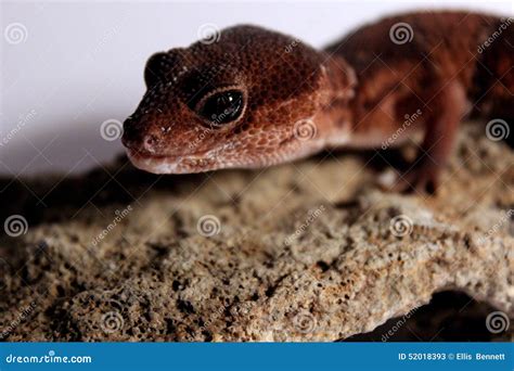 Fat Tailed Lizard stock image. Image of black, lizard - 52018393