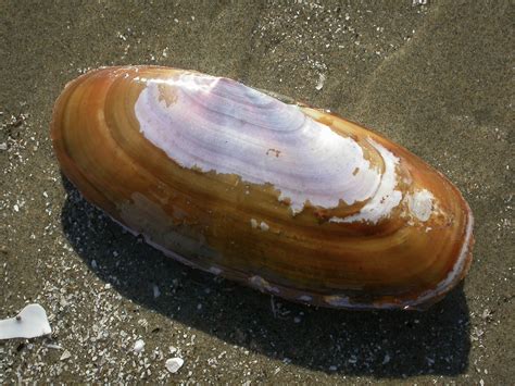 Razor Clams at Long Beach in Pacific Rim National Park - Island Nature