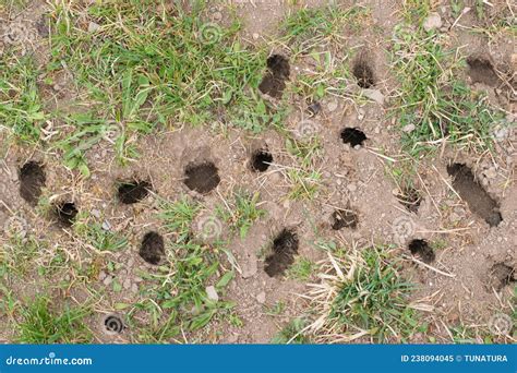 Mouse or Vole Hole in the Ground, Lawn Cultivation Problem, Agriculture ...