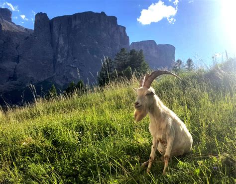 #Nature in The Dolomites – Our animals | Nature Hotel Delta