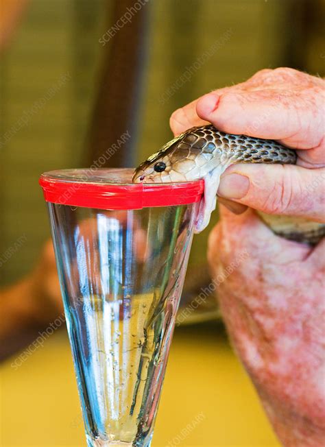 Snake Venom Extraction - Stock Image - C027/8261 - Science Photo Library