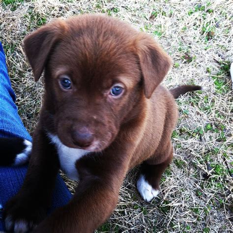 Labrador Pitbull Mix Puppies For Sale