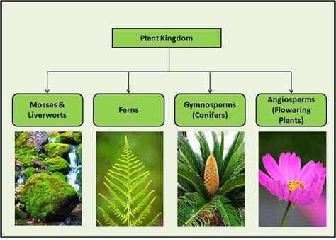 Types of Plants | 4 Major Classifications of Plants | BioExplorer