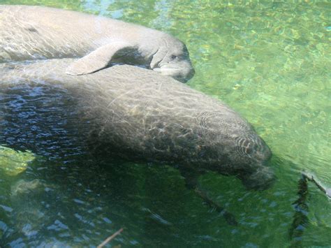 Eco Tours - River Cruise - Crystal River Florida