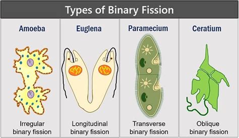 What are the Types of Binary Fission? Biology Reader