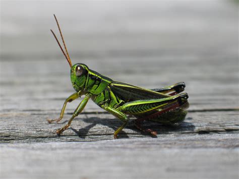 File:Grasshopper In Nova Scotia.jpg