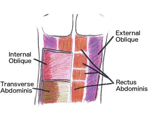 Flatten Your Belly And Burn Calories With These Exercises For Abdominal ...