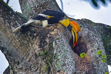 Home Alone: Nesting Curiosities of the Great Hornbill | RoundGlass ...