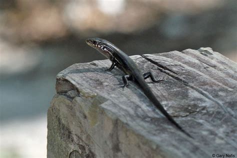 Southern Coal Skink - Plestiodon anthracinus pluvialis