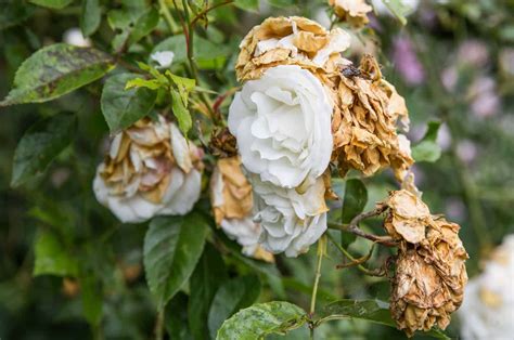 Wilted Rose: 9 Main Causes And Helpful Solutions