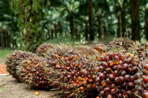 JADI PEMASUKAN DEVISA TERBESAR INI 5 DAERAH PENGHASIL KELAPA SAWIT ...