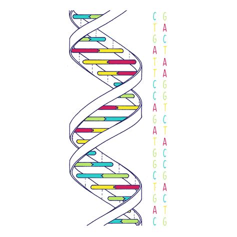 Simple Dna Structure