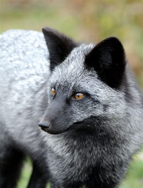 La beauté rare des renards noirs et argentés - 2Tout2Rien