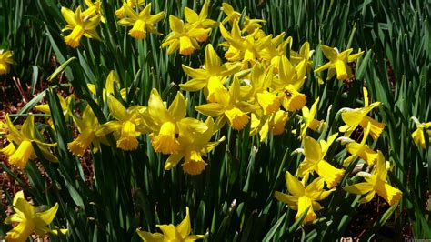 MLeWallpapers.com - Yellow Daffodils