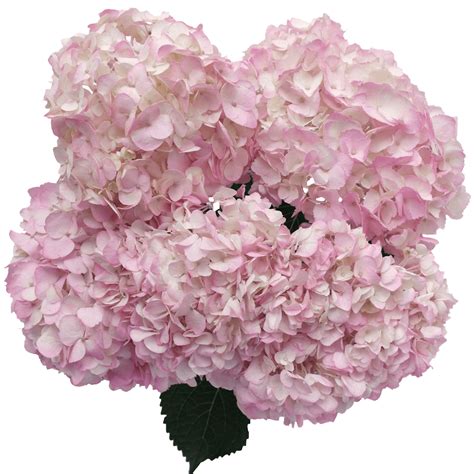 Pink Hydrangea Flowers | ubicaciondepersonas.cdmx.gob.mx