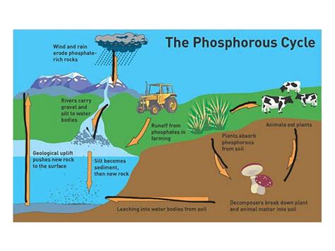 Simple Phosphorus Cycle Diagram