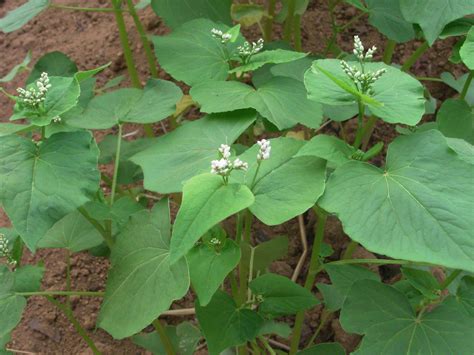 Buckwheat Facts and Health Benefits