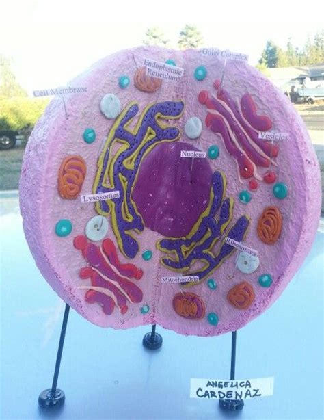 Human Cell Model Project