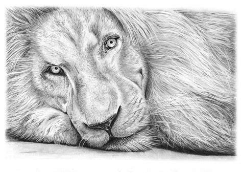 Easy Pencil Drawings Of Cute Animals