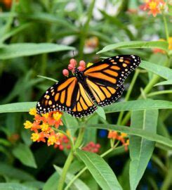 Butterfly Conservatory – Attractions Ontario