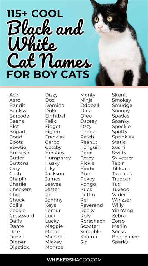 115+ Cool Black and White Cat Names for Boy Cats - Whiskers Magoo | Boy ...