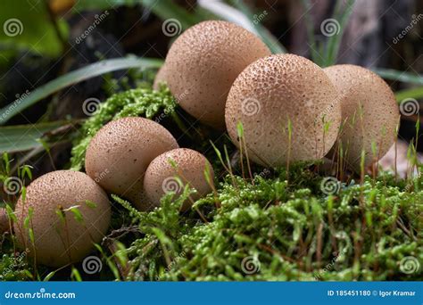 Edible Mushroom Lycoperdon Pyriforme in the Beech Forest. Also Known As ...