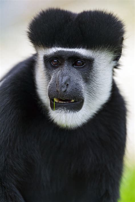 Colombus Monkey | Animals wild, Primates, Animals beautiful