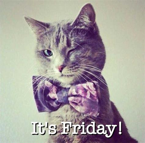 Happy Friday Cat Meme Discover more interesting Animal, Cat, Friday ...