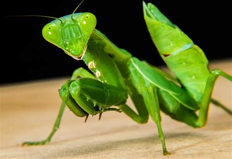 30+ Amazing Praying Mantis Facts for Kids