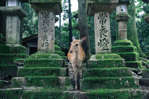 5 Best Things To Do in Nara, Japan [With Suggested Tours]