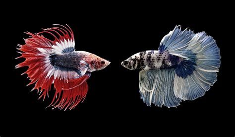 The Colorful Journey of Betta Fish: Understanding Their Transformations ...