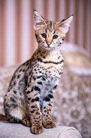 Savannah Cat Breed Information & Characteristics