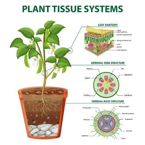 Diagram showing Plant Tissue Systems 1972139 Vector Art at Vecteezy