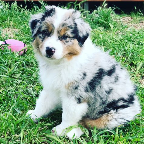 a puppy sitting in the grass with a frisbee