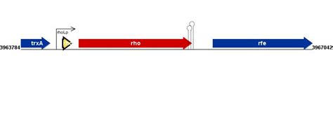 Figure courtesy of RegulonDB