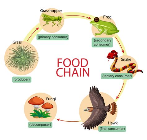 Diagram showing food chain 2384316 Vector Art at Vecteezy