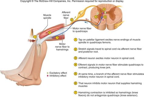 patellar reflex pathway | Muscle and nerve, Nerve fiber, Anatomy and ...