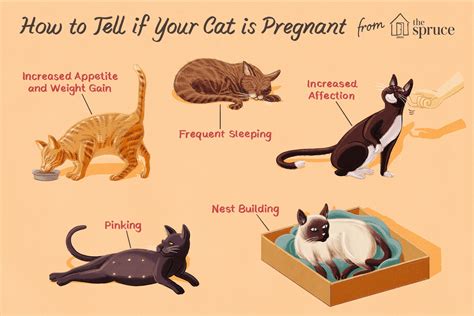 How Can I Tell If My Cat Is Pregnant?