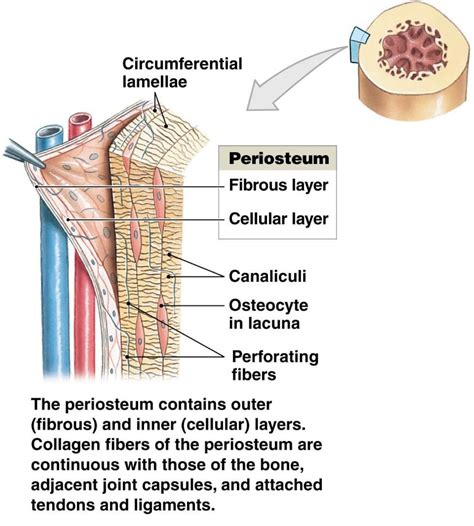 What is Periosteum? | News | Dentagama