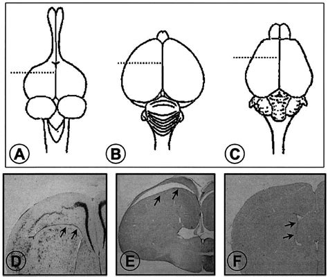 Schematic representation of the brain of a reptile (A), a bird (B), and ...