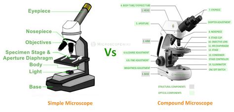 How Are Compound Light Microscopes And Electron Alike ...