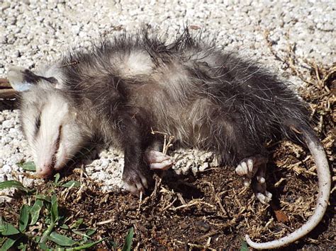 10+ Opossum Playing Dead Stock Photos, Pictures & Royalty-Free Images ...